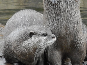  Otters @ Лондон Zoo, UK
