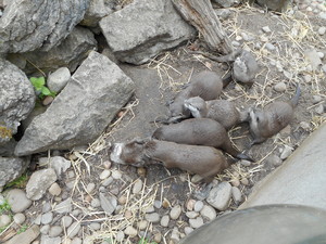  Otters @ लंडन Zoo, UK