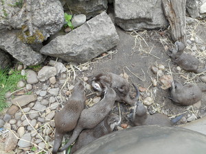  Otters @ 런던 Zoo, UK