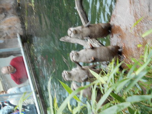  Otters @ 런던 Zoo, UK