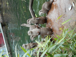  Otters @ लंडन Zoo, UK