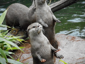 Otters @ London Zoo, UK