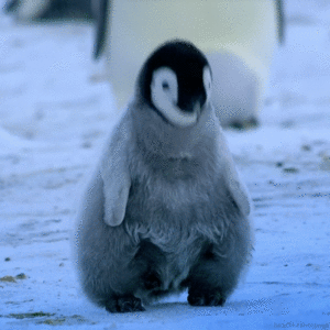  penguin, auk