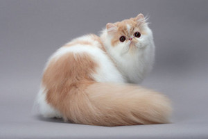 페르시아 고양이, 페르시안 고양이