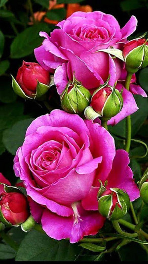  berwarna merah muda, merah muda mawar :)