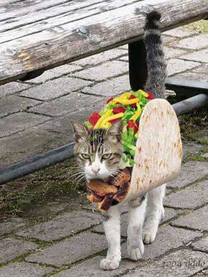  टैको, taco बिल्ली
