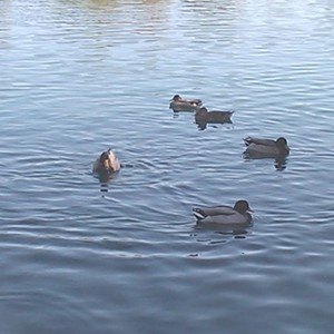  ducks at school