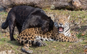 panther and leopard