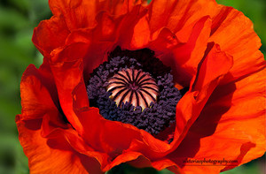  (7*12*15)Flower of the Day: Oriental Red coquelicot