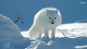 Arctic rubah, fox