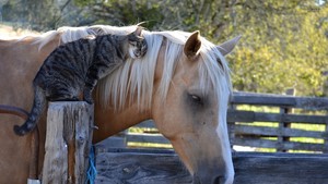  Cat and Horse