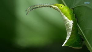 ulat, caterpillar