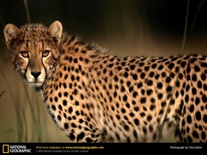  Cheetah