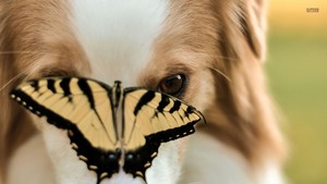  Dog and butterfly, kipepeo