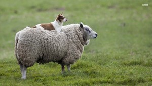  Dog and pecora, pecore