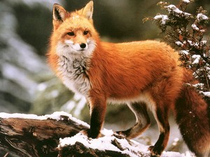  狐, フォックス in the snow