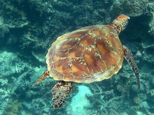  Green Sea 龟, 海龟