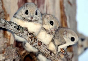  Japanese Flying Squirrels