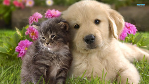 Labrador with Kitten