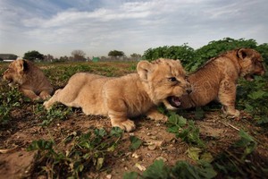  Lion Cubs