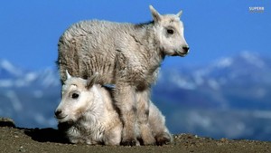  Mountain Goats