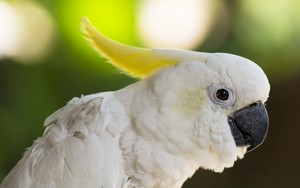 Parrot            