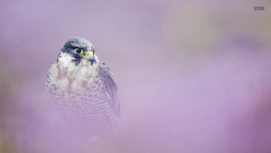  Peregrine falcon, kozi