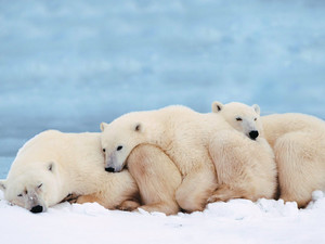  Polar 熊 Family