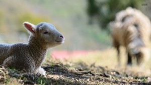 pecora, pecore