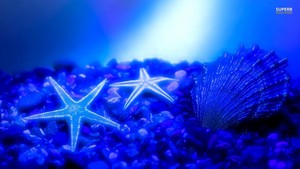  Starfish