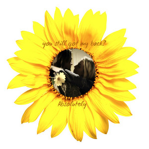  Sunflower 爱情