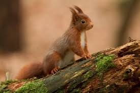  THE RED SQUIRREL! :O