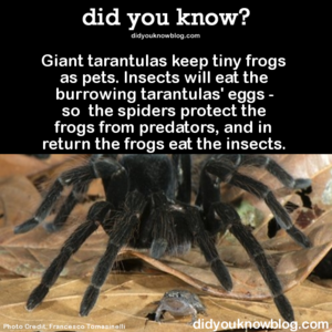  Tarantulas have pet frogs!