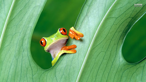  树 Frog