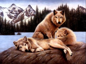  serigala, wolf Family