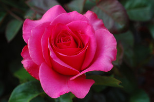  roze rose