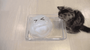  A Cat Enjoying a Big Ball of Ice