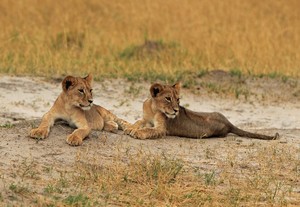  2 of Cecil's lion cubs