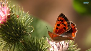 papillon