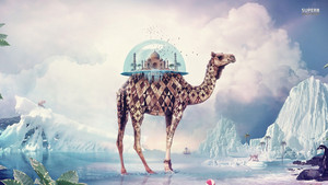  kameel, camel Terrarium