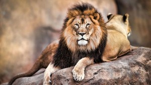 Cecil,the lion...R.I.P