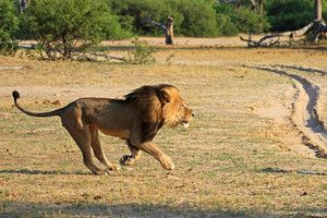 Cecil,the lion