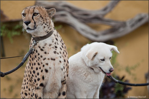  Cheeta with her dog buddy companion at San Diego Zoo