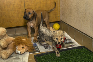  Cheetah cub with her anjing, anak anjing companion,San Diego Safari Park