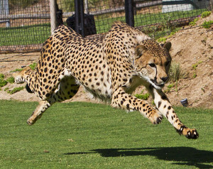  Cheetah run San Diego Safari Park