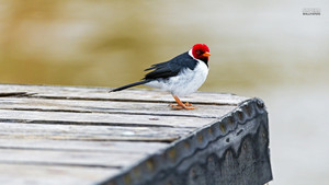  Crested Cardinal