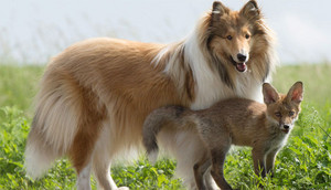 Dog and Baby Fox           