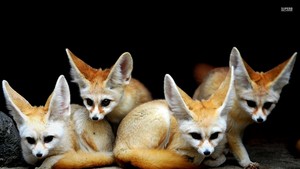  Fennec Foxes