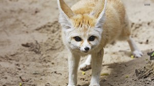  Fennec fox, mbweha
