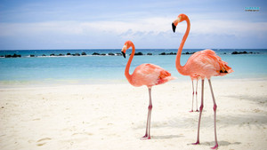  Flamingoes
